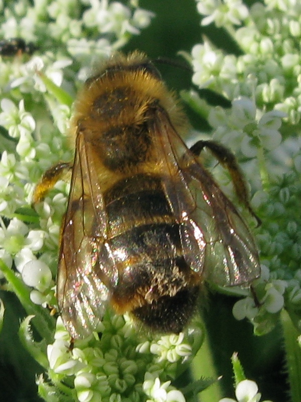 Andrena cfr. flavipes F (Apidae Andreninae )